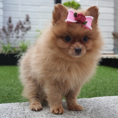 Pomerania-tradicional-1