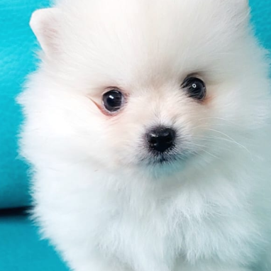 Pomerania-tradicional-3