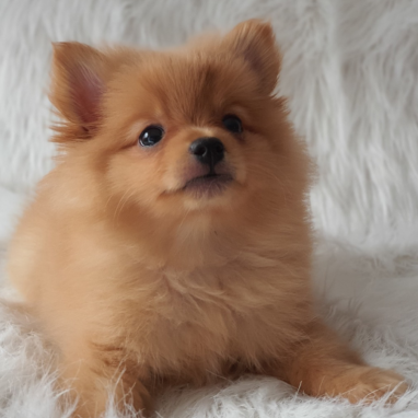 Pomerania-tradicional-4