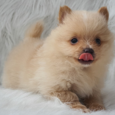 Pomerania-tradicional-5