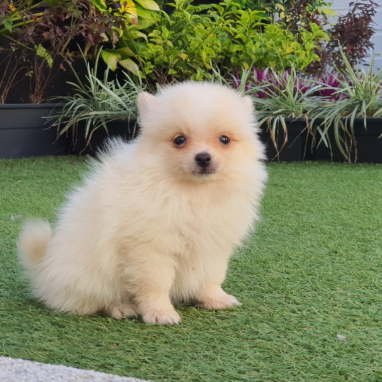 Pomerania-tradicional-6