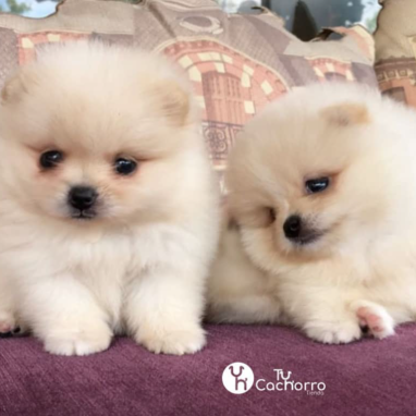 cachorros-pomerania-1