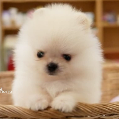 cachorros-pomerania-2