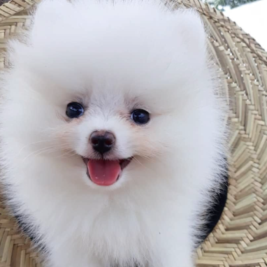 cachorros-pomerania-3