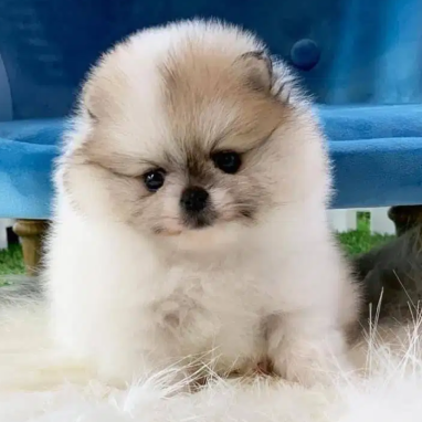 cachorros-pomerania-6