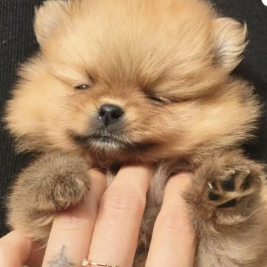 cachorros-pomerania-7