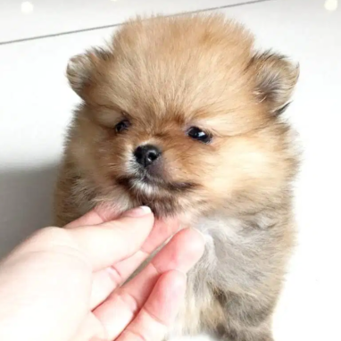 cachorros-pomerania-8